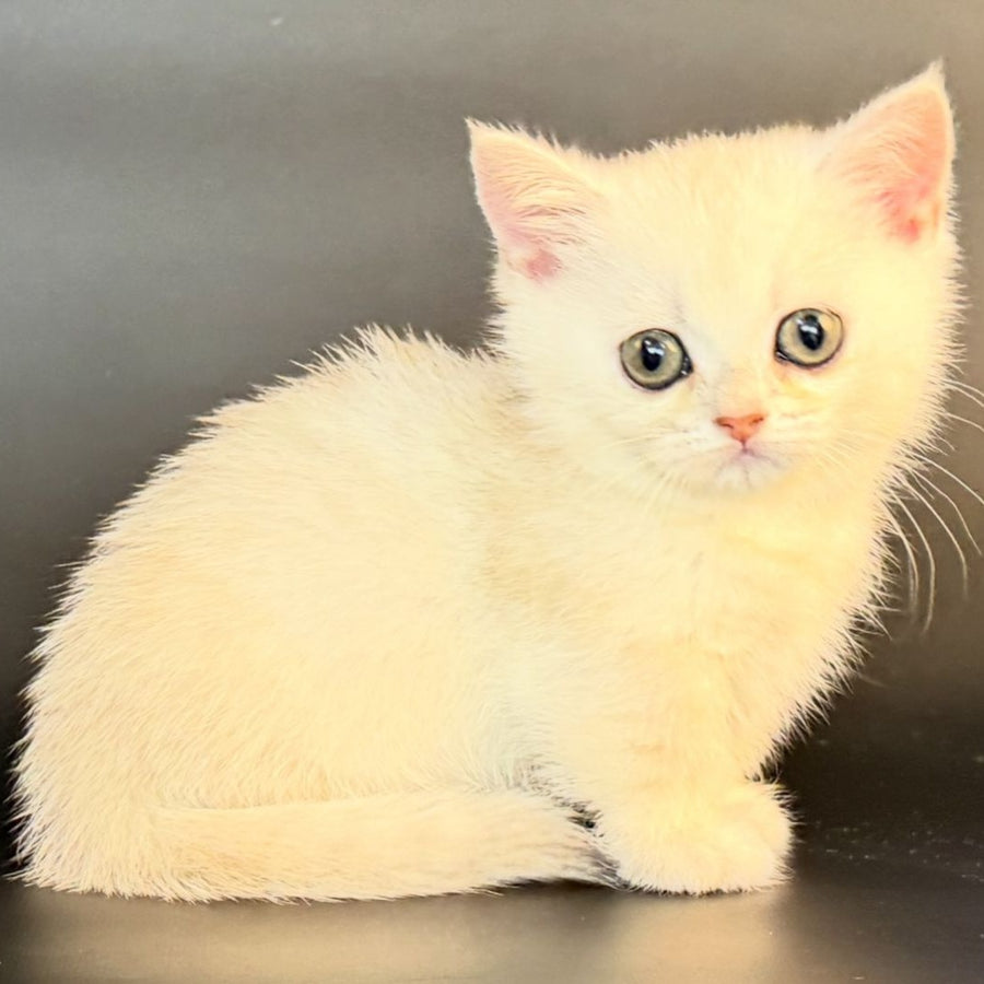Raven Munchkin female, black silver shaded