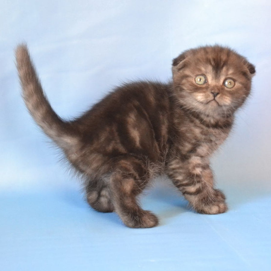 Romeo Scottish Fold male, black silver tabby