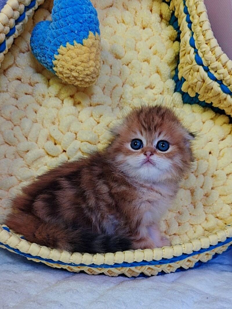 Ivon Scottish Fold male black golden tabby live animals