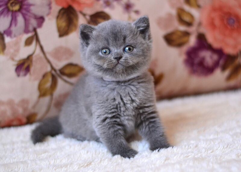 Eva British Shorthair female blue - live animals