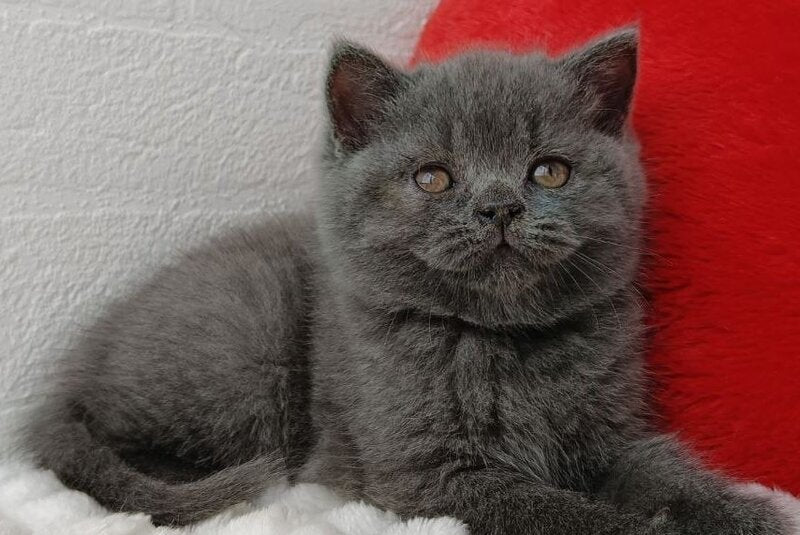 Willow Scottish Straight female blue - live animals