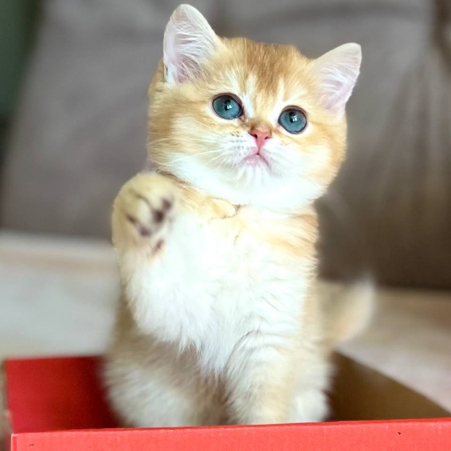 Iris British Shorthair female, chocolate golden chinchilla