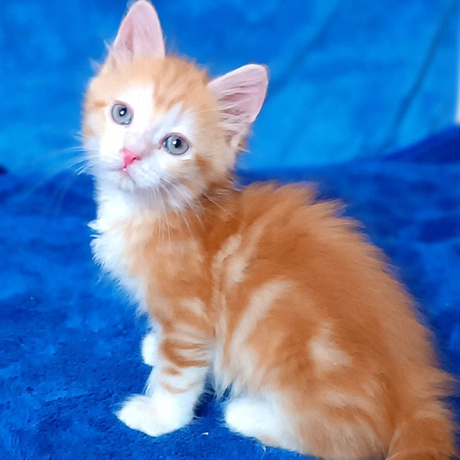Elizabet Siberian female, red tabby with white