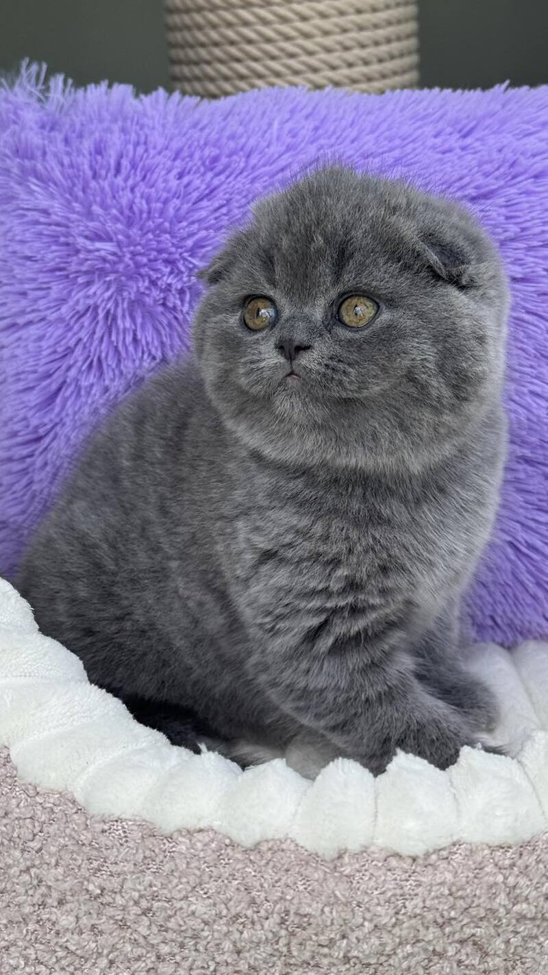 Una Scottish Fold female, blue