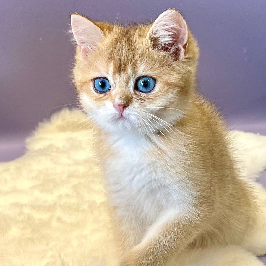 Irvin British Shorthair male, black golden shaded