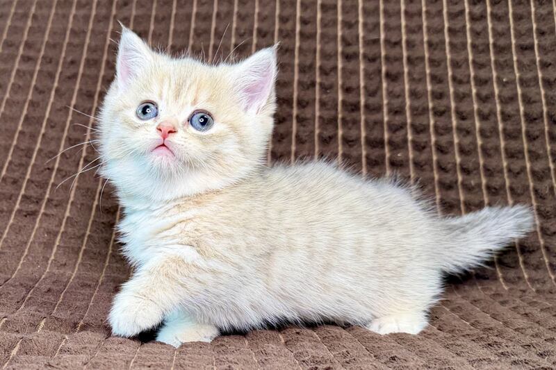 Marley Munchkin male, blue golden spotted tabby
