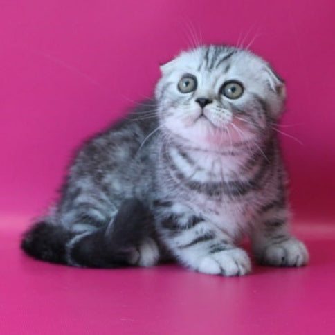 Salvador Scottish Fold male, black silver tabby