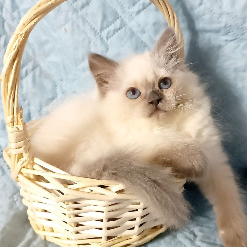 Dona Siberian female, blue pointed