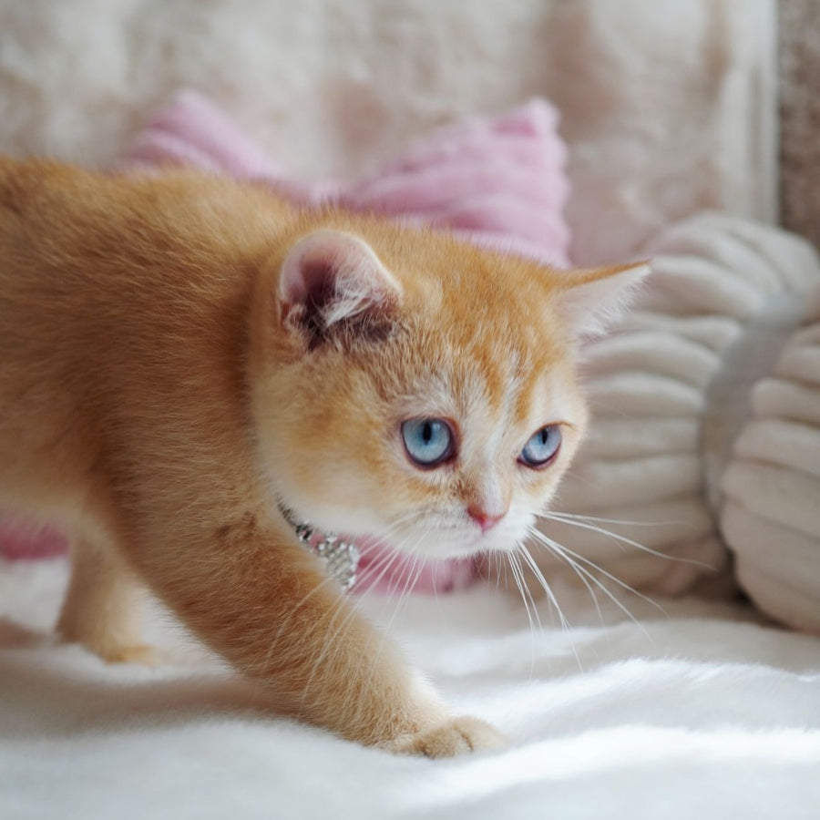 Violet British Shorthair female, chocolate tortie golden chinchilla with white