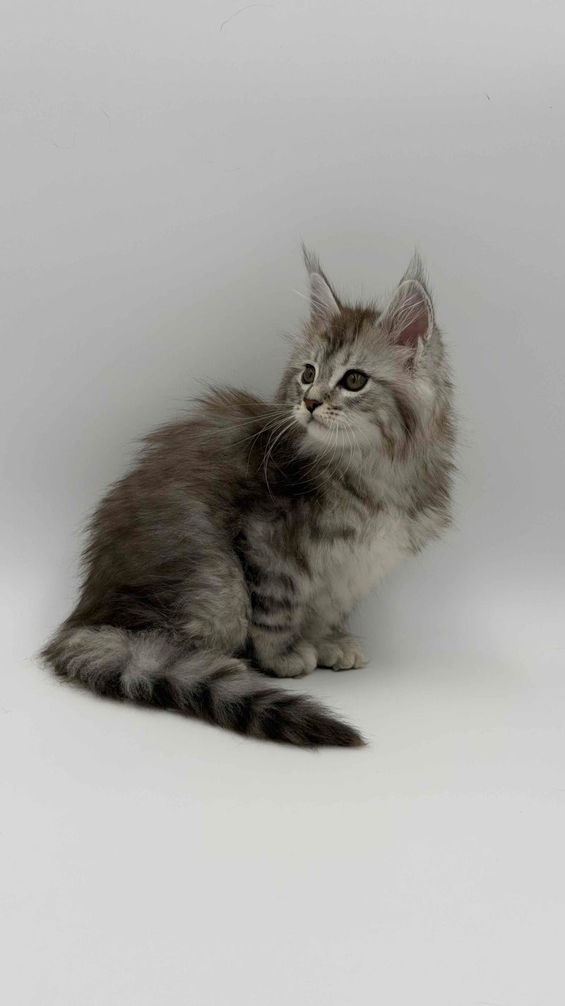Mantra Maine Coon female, black silver spotted tabby