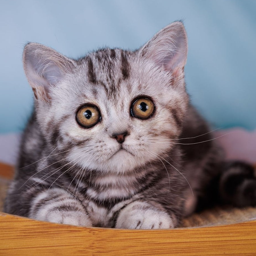 Adele Scottish Fold female, black silver tabby
