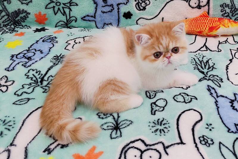 Bourbon Exotic male red spotted tabby harlequin - live animals