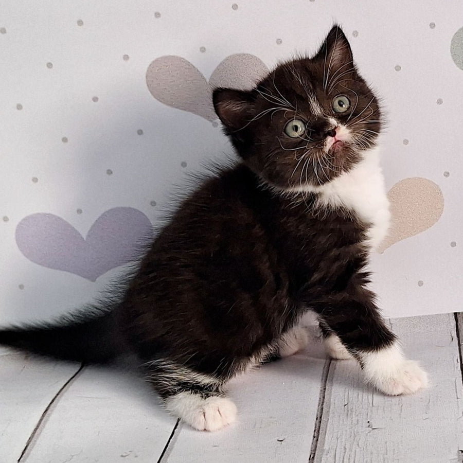 Adam Scottish Straight male, black silver bicolour