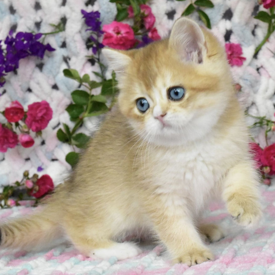 Avrora British Shorthair female, black golden shaded with white
