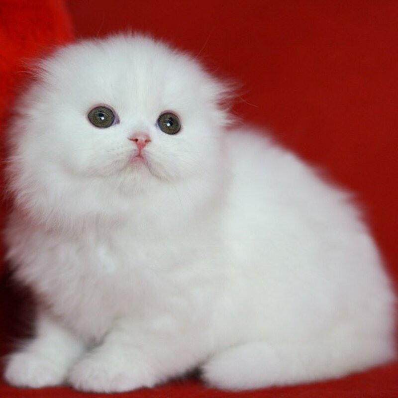 Sweety Scottish Fold female, white