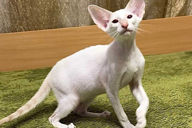 Grand Siamese male, lilac