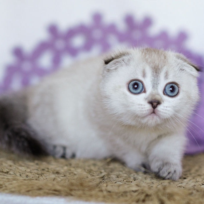 Unabi Scottish Fold female, black ticked tabby pointed