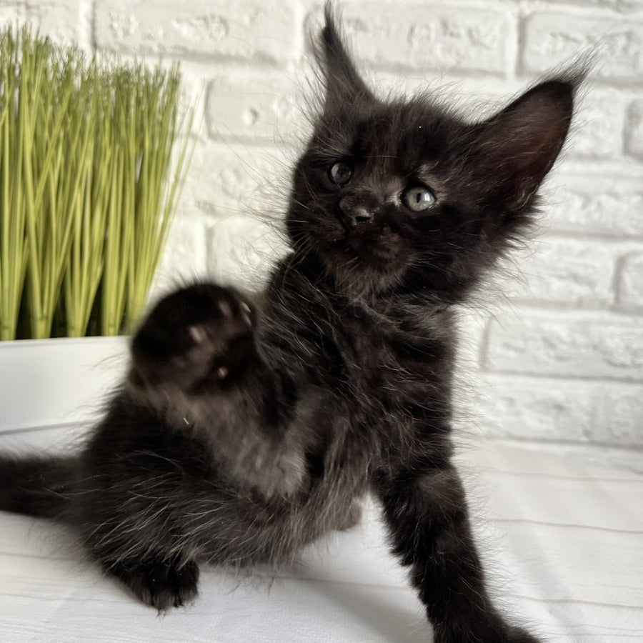 Jasper Maine Coon male, black