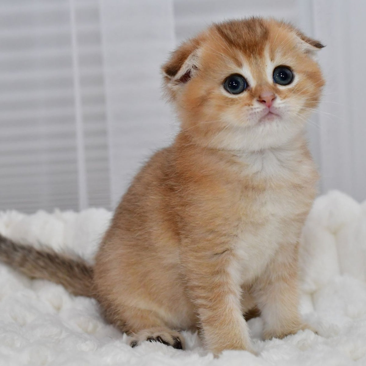 Nolan Scottish Fold male, black golden shaded