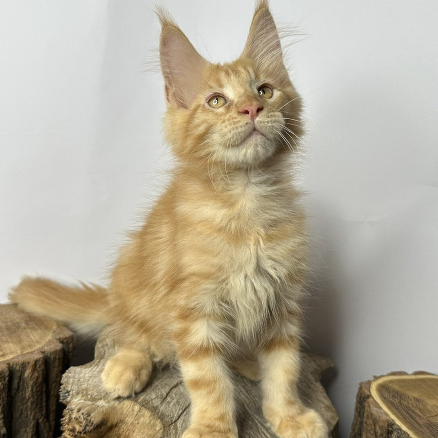 Kunzhut Maine Coon male, red tabby