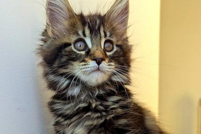 Coco Maine Coon female, black tabby