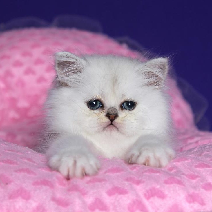Hanna Persian female, black silver shaded