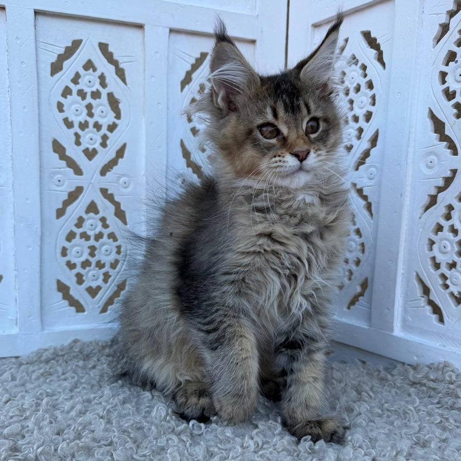 Bambi Maine Coon female, black ticked tabby