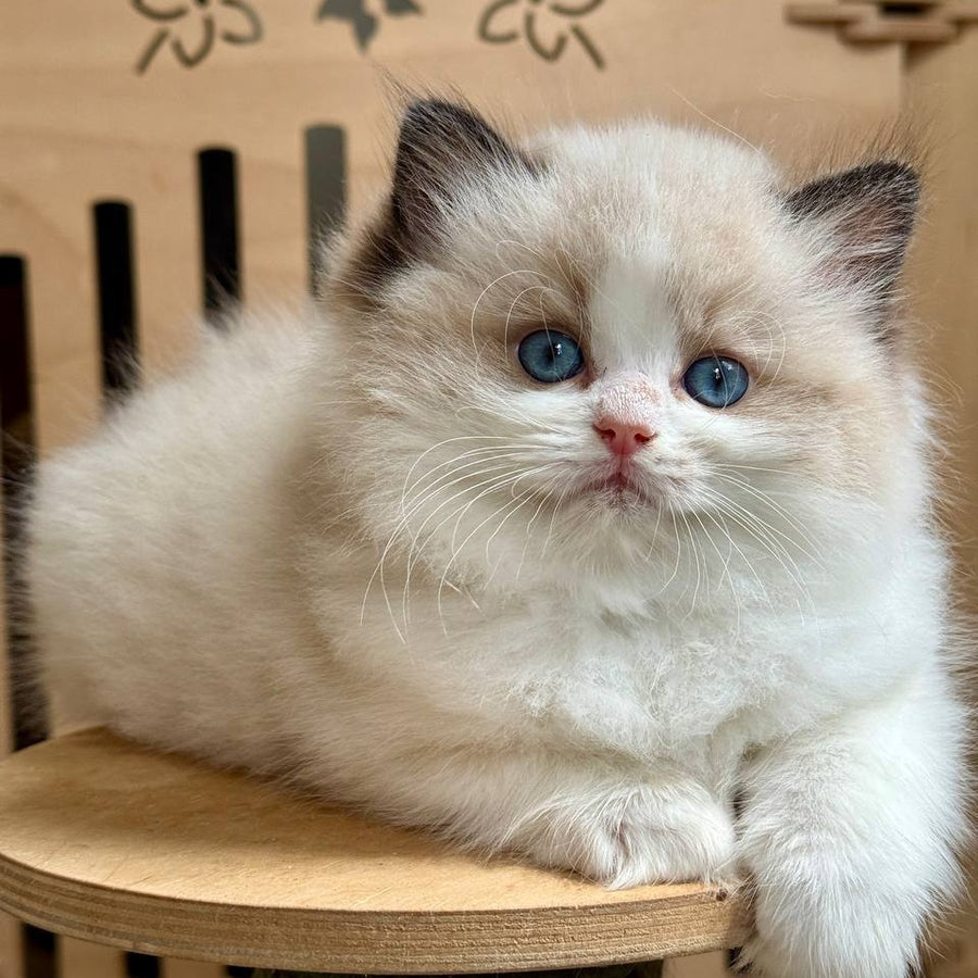 Mafin Ragdoll male, black bicolour