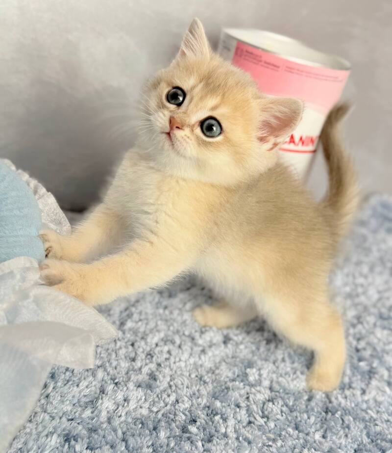 Emelyan Scottish Straight male, blue golden shaded