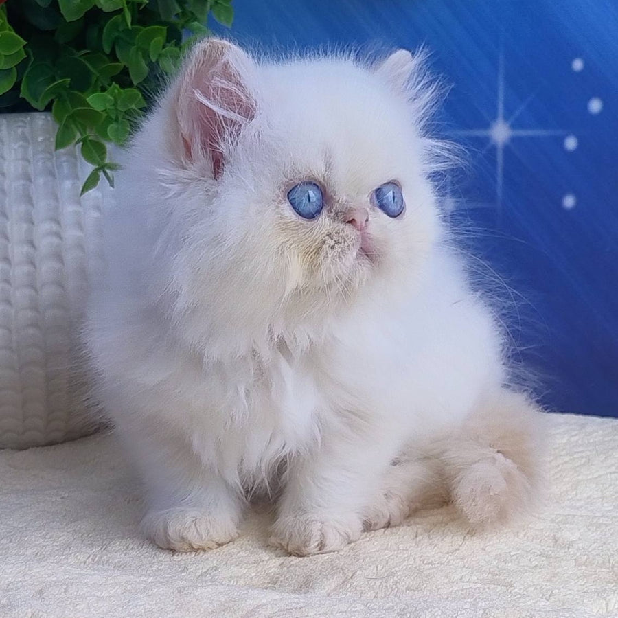 Seila Persian female, cream pointed