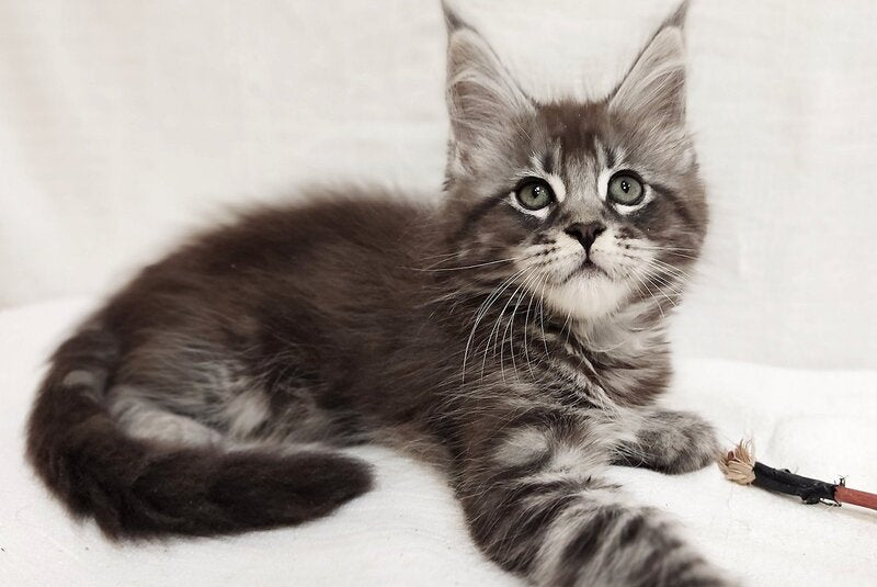Drive Maine Coon male, black silver tabby