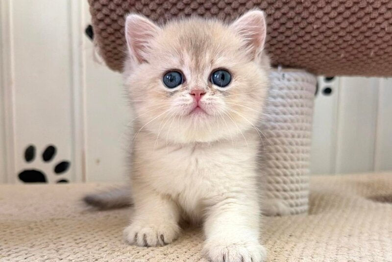Caramelka British Shorthair female, blue golden shaded