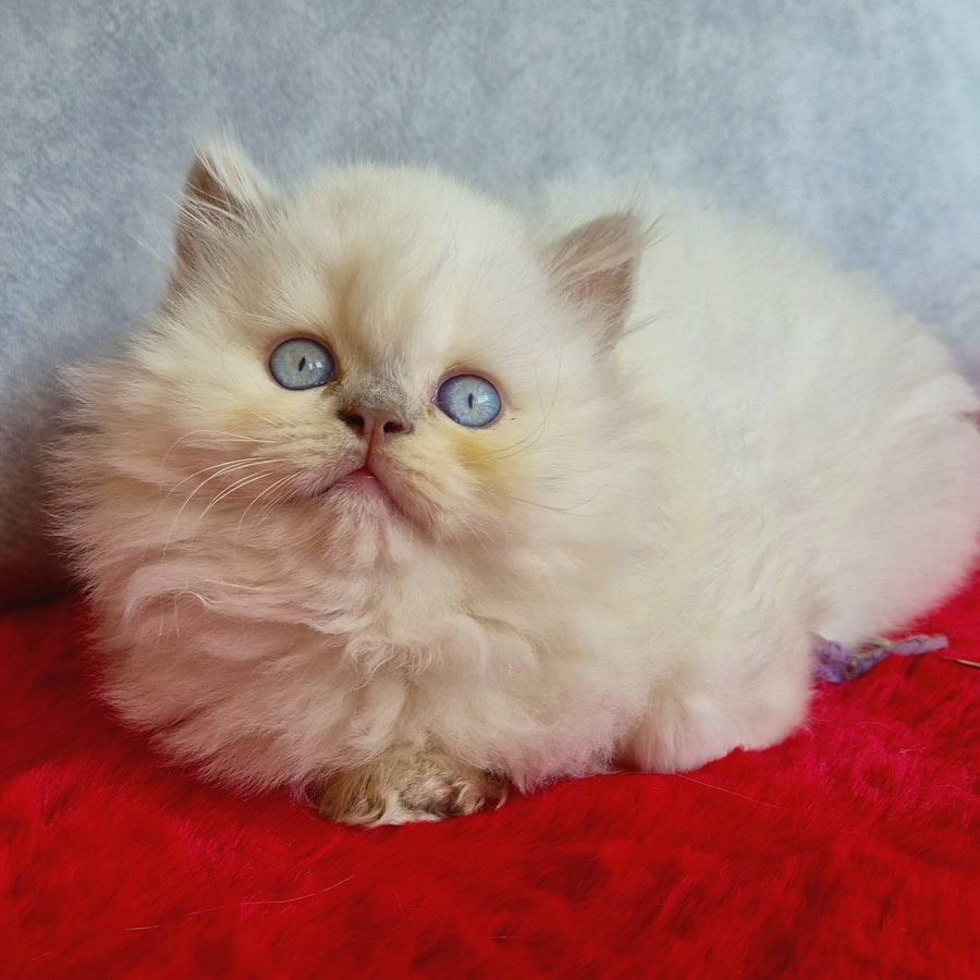 Djoker British Longhair male, blue golden shaded pointed