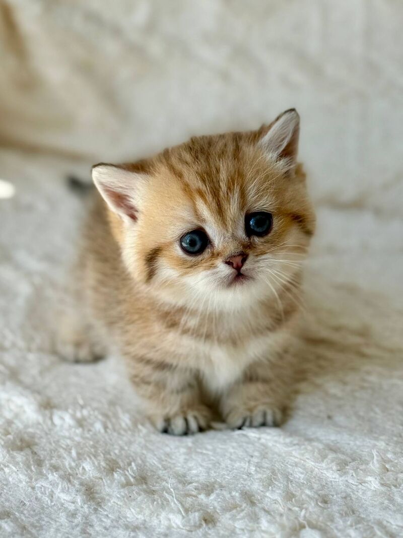 Ziva Munchkin female black golden spotted tabby - live animals