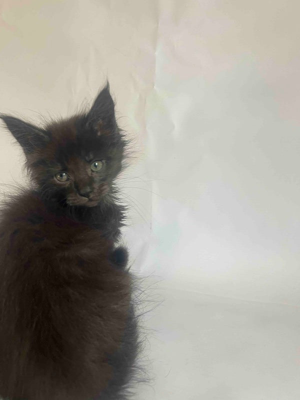 Fantasy Maine Coon female black - live animals