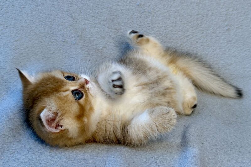 Lumiq Munchkin male black golden ticked tabby - live animals
