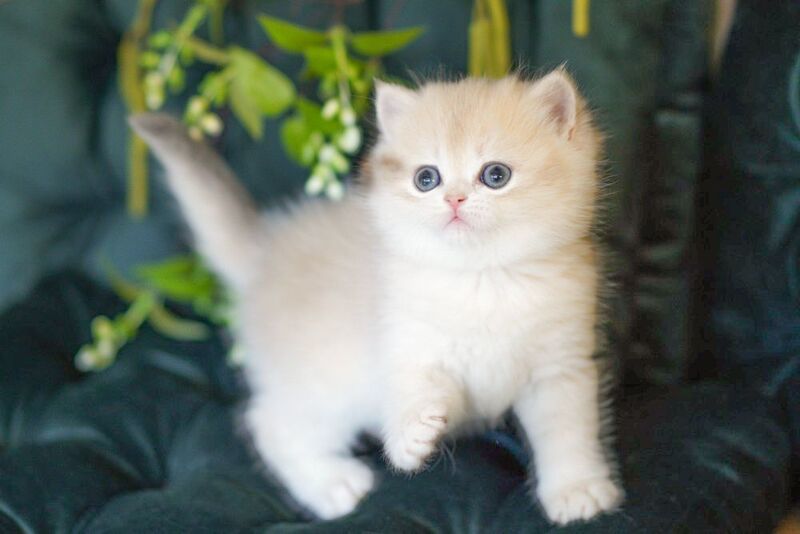 Onix British Shorthair male blue golden shaded - live animals