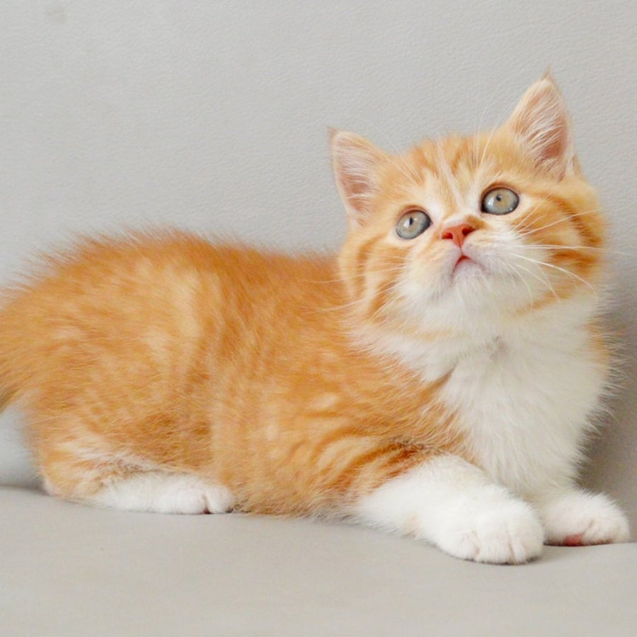 Whiskey Scottish Straight male, red spotted tabby bicolour