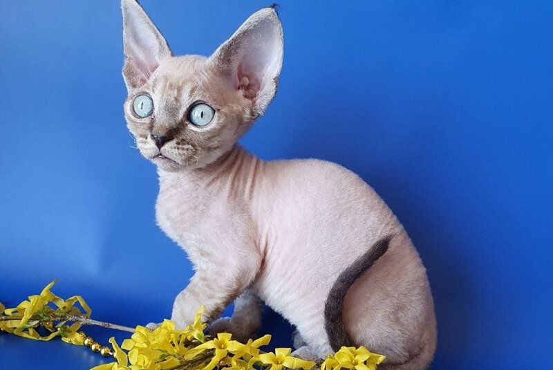 Marik Devon Rex male, black tabby pointed