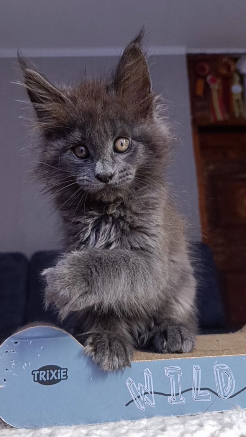 Parker Maine Coon male blue - live animals