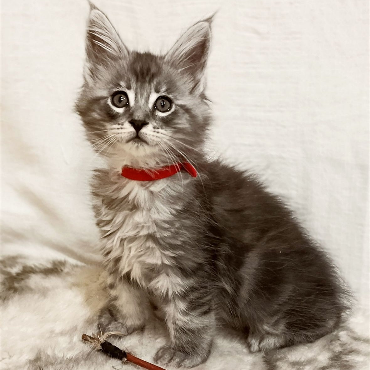 Freya Maine Coon female, black silver tabby