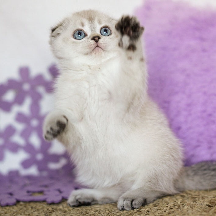 Unabi Scottish Fold female, black ticked tabby pointed