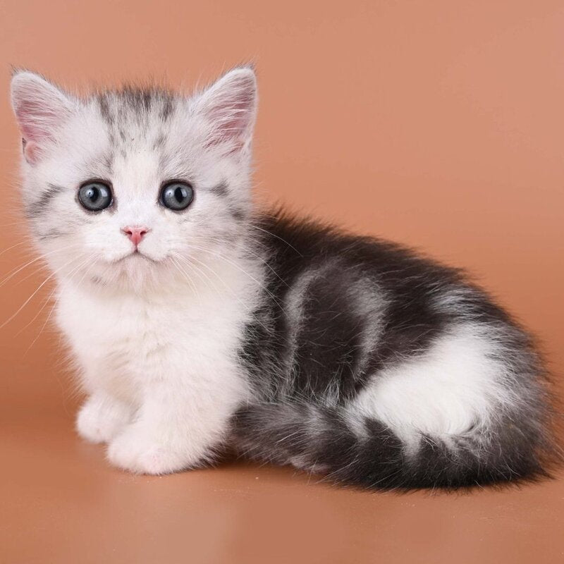 Ilene Munchkin female, black silver tabby bicolour