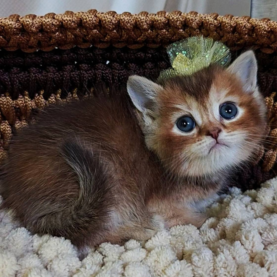 Urmala British Shorthair female, chocolate tortie ticked tabby