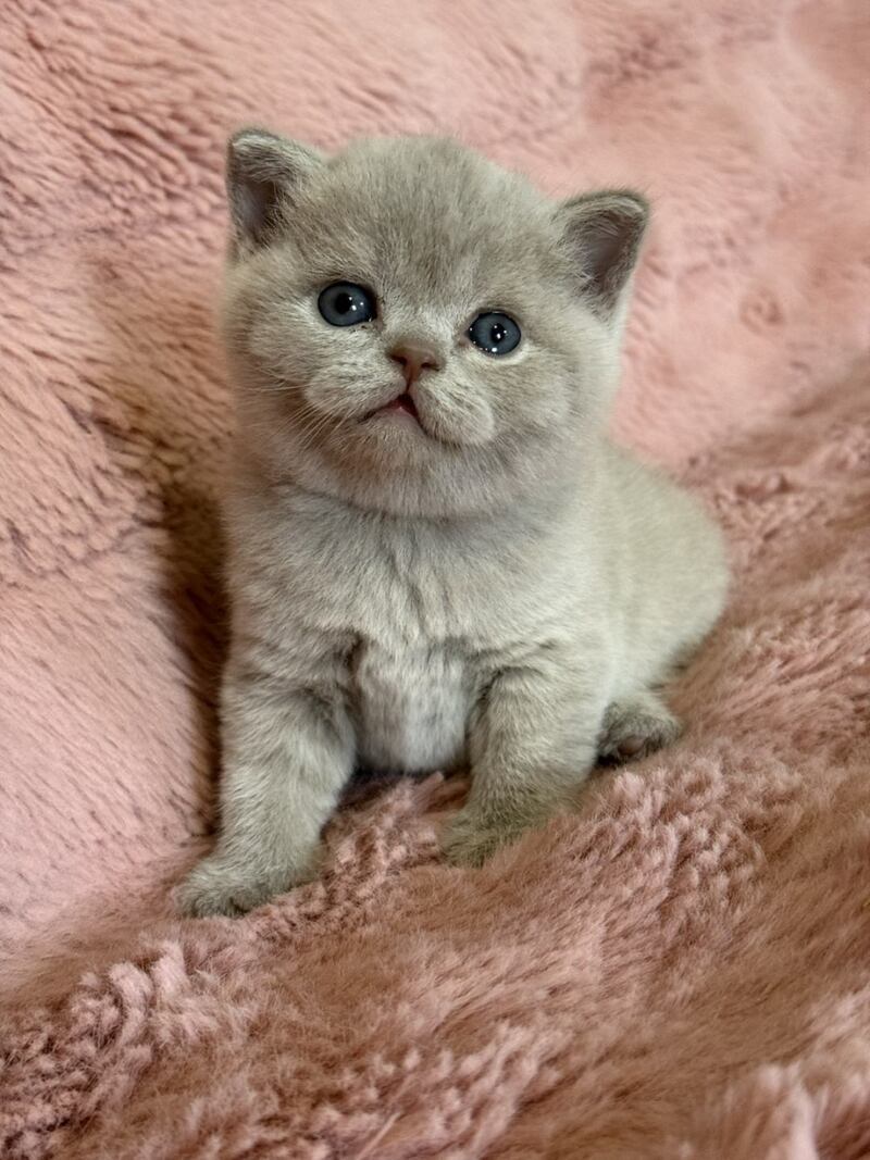 Boston British Shorthair male lilac - live animals