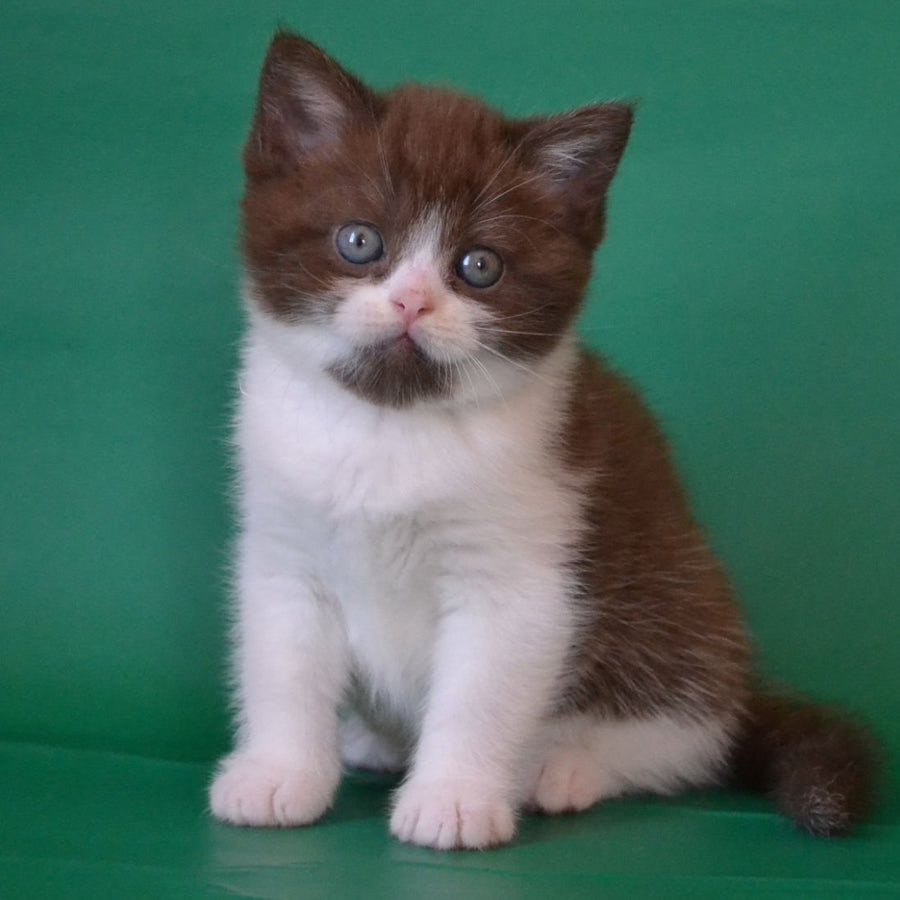 Peter Scottish Straight male, chocolate silver bicolour