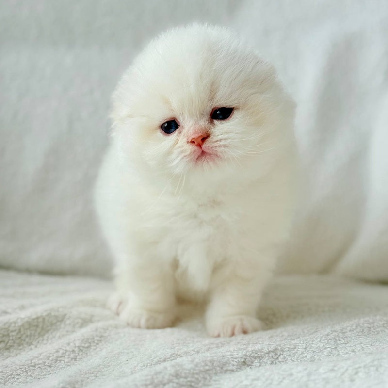 Melvan Scottish Fold male, red
