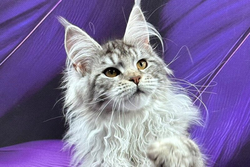 Malina Maine Coon female, black silver tabby