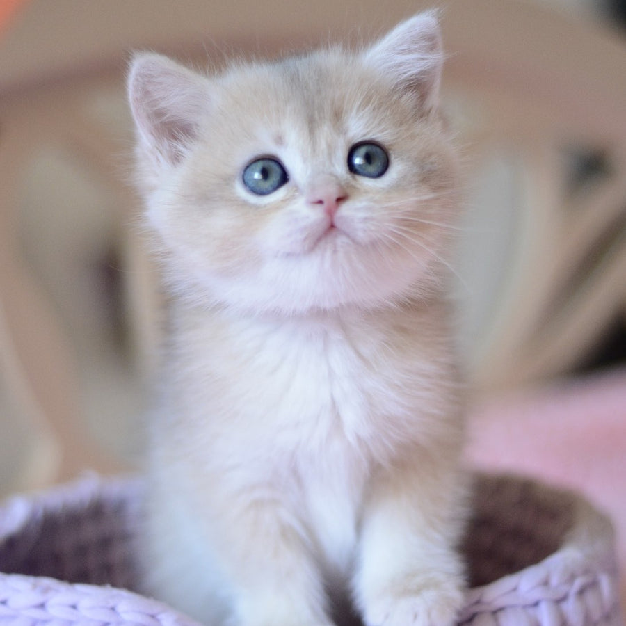 Yanina British Shorthair female, blue golden chinchilla