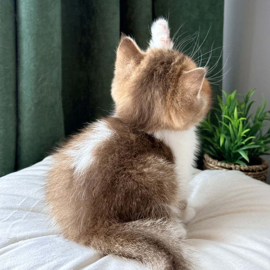 Brandon British Shorthair male, chocolate ticked tabby bicolour